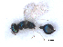  (Achrysocharoides longifacies - RMNH.INS.100509)  @12 [ ] CreativeCommons - Attribution Non-Commercial Share-Alike (2016) Unspecified Naturalis Biodiversity Center