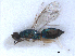  (Pnigalio pallipes - RMNH.INS.100510)  @13 [ ] CreativeCommons - Attribution Non-Commercial Share-Alike (2016) Unspecified Naturalis Biodiversity Center