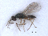  ( - RMNH.INS.100516)  @11 [ ] CreativeCommons - Attribution Non-Commercial Share-Alike (2016) Unspecified Naturalis Biodiversity Center