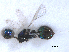  ( - RMNH.INS.100525)  @11 [ ] CreativeCommons - Attribution Non-Commercial Share-Alike (2016) Unspecified Naturalis Biodiversity Center