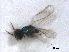  ( - RMNH.INS.100539)  @12 [ ] CreativeCommons - Attribution Non-Commercial Share-Alike (2016) Unspecified Naturalis Biodiversity Center