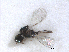  ( - RMNH.INS.100548)  @12 [ ] CreativeCommons - Attribution Non-Commercial Share-Alike (2016) Unspecified Naturalis Biodiversity Center