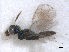  (Achrysocharoides purpureus - RMNH.INS.100556)  @12 [ ] CreativeCommons - Attribution Non-Commercial Share-Alike (2016) Unspecified Naturalis Biodiversity Center