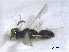  ( - RMNH.INS.100560)  @11 [ ] CreativeCommons - Attribution Non-Commercial Share-Alike (2016) Unspecified Naturalis Biodiversity Center