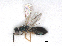  (Pnigalio cristatus - RMNH.INS.100650)  @12 [ ] CreativeCommons - Attribution Non-Commercial Share-Alike (2016) Unspecified Naturalis Biodiversity Center