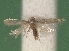  (Trifurcula silviae - KLM Lep 05987)  @13 [ ] CreativeCommons - Attribution Non-Commercial Share-Alike (2016) Christian Wieser Landesmuseum Kärnten