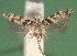 (Pseudotelphusa istrella - KLM Lep 06014)  @14 [ ] CreativeCommons - Attribution Non-Commercial Share-Alike (2016) Christian Wieser Landesmuseum Kärnten