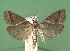  (Nyctegretis triangulella - KLM Lep 06059)  @13 [ ] CreativeCommons - Attribution Non-Commercial Share-Alike (2016) Christian Wieser Landesmuseum Kärnten