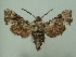  ( - KLM Lep 06080)  @14 [ ] CreativeCommons - Attribution Non-Commercial Share-Alike (2016) Christian Wieser Landesmuseum Kärnten