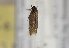  (Scythris nieukerkeni - TLMF Lep 21914)  @13 [ ] CreativeCommons - Attribution Non-Commercial Share-Alike (2017) Peter Huemer Tiroler Landesmuseum
