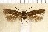  (Scythris ventosella - TLMF Lep 21928)  @13 [ ] CreativeCommons - Attribution Non-Commercial Share-Alike (2017) Peter Huemer Tiroler Landesmuseum