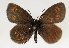 (Erebia alberganus - TLMF Lep 22147)  @13 [ ] CreativeCommons - Attribution Non-Commercial Share-Alike (2017) Peter Huemer Tiroler Landesmuseum