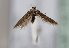  ( - TLMF Lep 22257)  @13 [ ] CreativeCommons - Attribution Non-Commercial Share-Alike (2017) Peter Huemer Tiroler Landesmuseum
