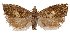  (Dichrorampha minutiana - TLMF Lep 22303)  @11 [ ] CreativeCommons - Attribution Non-Commercial Share-Alike (2017) Peter Huemer Tiroler Landesmuseum