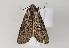  ( - TLMF Lep 22681)  @13 [ ] CreativeCommons - Attribution Non-Commercial Share-Alike (2017) Peter Huemer Tiroler Landesmuseum