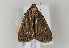  ( - TLMF Lep 22692)  @13 [ ] CreativeCommons - Attribution Non-Commercial Share-Alike (2017) Peter Huemer Tiroler Landesmuseum