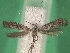  ( - KLM Lep 08716)  @12 [ ] CreativeCommons - Attribution Non-Commercial Share-Alike (2017) Christian Wieser Tiroler Landesmuseum