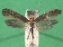  ( - KLM Lep 08717)  @14 [ ] CreativeCommons - Attribution Non-Commercial Share-Alike (2017) Christian Wieser Tiroler Landesmuseum