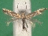  ( - KLM Lep 08728)  @13 [ ] CreativeCommons - Attribution Non-Commercial Share-Alike (2017) Christian Wieser Tiroler Landesmuseum
