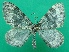 ( - KLM Lep 08757)  @14 [ ] CreativeCommons - Attribution Non-Commercial Share-Alike (2017) Christian Wieser Tiroler Landesmuseum
