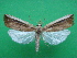  (Friedlanderia cicatricella - KLM Lep 08768)  @11 [ ] CreativeCommons - Attribution Non-Commercial Share-Alike (2018) Christian Wieser Landesmuseum Kärnten