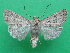  ( - KLM Lep 08784)  @11 [ ] CreativeCommons - Attribution Non-Commercial Share-Alike (2018) Christian Wieser Landesmuseum Kärnten