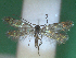  ( - KLM Lep 12284)  @11 [ ] CreativeCommons - Attribution Non-Commercial Share-Alike (2018) Christian Wieser Landesmuseum Kärnten
