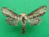  ( - KLM Lep 12312)  @11 [ ] CreativeCommons - Attribution Non-Commercial Share-Alike (2018) Christian Wieser Landesmuseum Kärnten