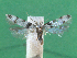  ( - KLM Lep 12423)  @11 [ ] CreativeCommons - Attribution Non-Commercial Share-Alike (2018) Christian Wieser Landesmuseum Kärnten