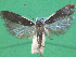  ( - KLM Lep 12458)  @11 [ ] CreativeCommons - Attribution Non-Commercial Share-Alike (2018) Christian Wieser Landesmuseum Kärnten