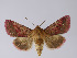  (Pyrrhia purpurina - TLMF Lep 20986)  @11 [ ] CreativeCommons - Attribution Non-Commercial Share-Alike (2017) Peter Huemer Tiroler Landesmuseum