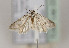  ( - TLMF Lep 22781)  @11 [ ] CreativeCommons - Attribution Non-Commercial Share-Alike (2017) Peter Huemer Tiroler Landesmuseum