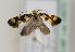  (Lampronia rupella - TLMF Lep 23670)  @14 [ ] CreativeCommons - Attribution Non-Commercial Share-Alike (2017) Peter Huemer Tiroler Landesmuseum