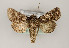  ( - TLMF Lep 23900)  @11 [ ] CreativeCommons - Attribution Non-Commercial Share-Alike (2017) Peter Huemer Tiroler Landesmuseum