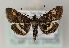  (Pyrausta porphyralis - TLMF Lep 24428)  @15 [ ] CreativeCommons - Attribution Non-Commercial Share-Alike (2017) Peter Huemer Tiroler Landesmuseum