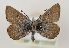  (Plebejus glandon - TLMF Lep 22033)  @11 [ ] CreativeCommons - Attribution Non-Commercial Share-Alike (2018) Peter Huemer Tiroler Landesmuseum