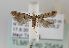  (Deltophora stictella - TLMF Lep 25454)  @11 [ ] CreativeCommons - Attribution Non-Commercial Share-Alike (2018) Peter Huemer Tiroler Landesmuseum