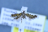  (Aristotelia pancaliella - TLMF Lep 25569)  @11 [ ] CreativeCommons - Attribution Non-Commercial Share-Alike (2018) Peter Huemer Tiroler Landesmuseum