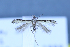  (Aristotelia staticella - TLMF Lep 25570)  @11 [ ] CreativeCommons - Attribution Non-Commercial Share-Alike (2018) Peter Huemer Tiroler Landesmuseum
