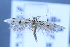  (Deltophora gielisia - TLMF Lep 25644)  @11 [ ] CreativeCommons - Attribution Non-Commercial Share-Alike (2018) Peter Huemer Tiroler Landesmuseum