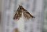  (Bucculatrix sp. TL14 - TLMF Lep 26470)  @11 [ ] CreativeCommons - Attribution Non-Commercial Share-Alike (2018) Peter Huemer Tiroler Landesmuseum