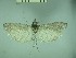  (Ancylosis substratellum - TLMF Lep 27045)  @11 [ ] CreativeCommons - Attribution Non-Commercial Share-Alike (2019) Oleksii Bidzilya Institute for the Evolutionary Ecology NAS Ukraie
