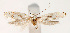  ( - TLMF Lep 27063)  @11 [ ] CreativeCommons - Attribution Non-Commercial Share-Alike (2019) Varenne T. Tiroler Landesmuseum