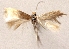  (Trifurcula guercheae - TLMF Lep 27069)  @11 [ ] CreativeCommons - Attribution Non-Commercial Share-Alike (2019) Varenne T. Tiroler Landesmuseum
