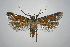  ( - TLMF Lep 27073)  @11 [ ] CreativeCommons - Attribution Non-Commercial Share-Alike (2019) Heckford B. Tiroler Landesmuseum