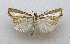  ( - TLMF Lep 27075)  @11 [ ] CreativeCommons - Attribution Non-Commercial Share-Alike (2019) Bassi G. Tiroler Landesmuseum