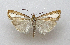 ( - TLMF Lep 27076)  @11 [ ] CreativeCommons - Attribution Non-Commercial Share-Alike (2019) Bassi G. Tiroler Landesmuseum