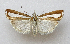  ( - TLMF Lep 27077)  @11 [ ] CreativeCommons - Attribution Non-Commercial Share-Alike (2019) Bassi G. Tiroler Landesmuseum