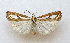  ( - TLMF Lep 27081)  @11 [ ] CreativeCommons - Attribution Non-Commercial Share-Alike (2019) Bassi G. Tiroler Landesmuseum