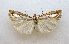 ( - TLMF Lep 27082)  @11 [ ] CreativeCommons - Attribution Non-Commercial Share-Alike (2019) Bassi G. Tiroler Landesmuseum